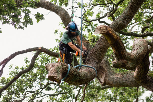 Best Tree Cabling and Bracing  in Piedmont, SC